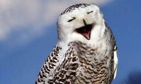 Smiling Owl